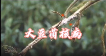 讲解大豆菌核病及防治方法