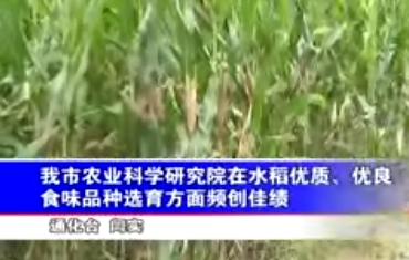 通化市农科院水稻优质品种选育取得重大突破