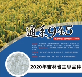 水稻品种-通系945