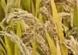通院517-长粒香